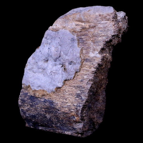 2" Gryposaurus Fossil Rib Bone Duck-Billed Dinosaur Judith River Montana COA - Fossil Age Minerals