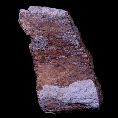 2" Gryposaurus Fossil Rib Bone Duck-Billed Dinosaur Judith River Montana COA - Fossil Age Minerals