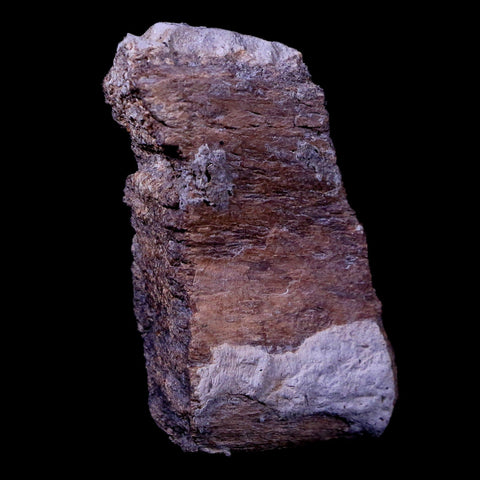 2" Gryposaurus Fossil Rib Bone Duck-Billed Dinosaur Judith River Montana COA - Fossil Age Minerals