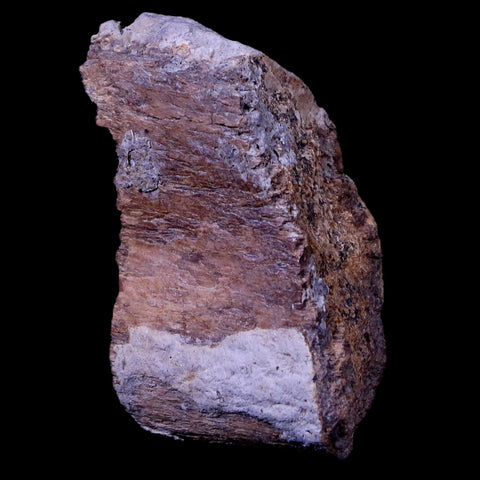 2" Gryposaurus Fossil Rib Bone Duck-Billed Dinosaur Judith River Montana COA - Fossil Age Minerals