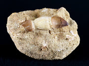 1.7" Mosasaur Prognathodon Fossil Tooth Root In Matrix Cretaceous Dinosaur Era COA