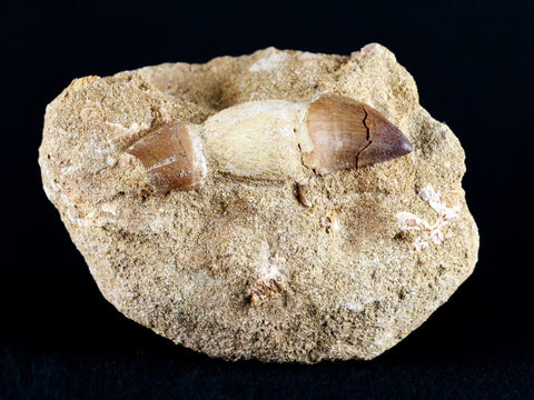 1.7" Mosasaur Prognathodon Fossil Tooth Root In Matrix Cretaceous Dinosaur Era COA - Fossil Age Minerals