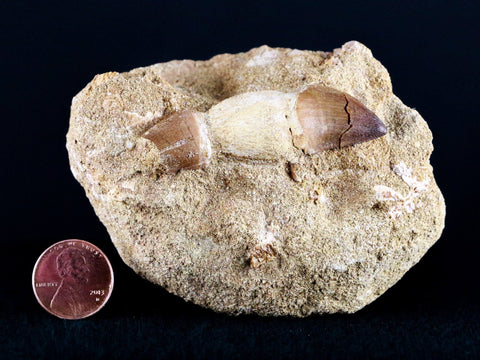 1.7" Mosasaur Prognathodon Fossil Tooth Root In Matrix Cretaceous Dinosaur Era COA - Fossil Age Minerals