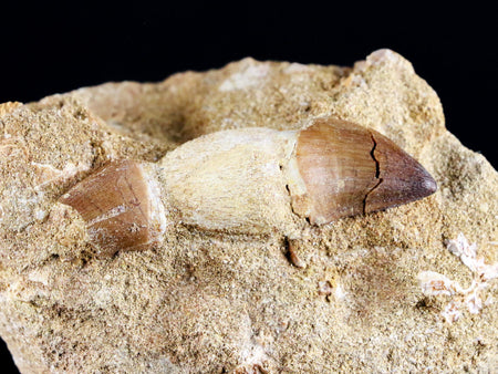 1.7" Mosasaur Prognathodon Fossil Tooth Root In Matrix Cretaceous Dinosaur Era COA