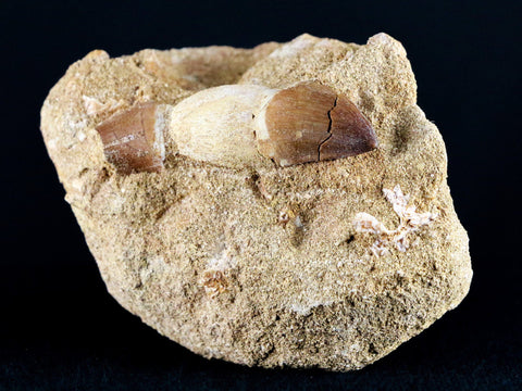 1.7" Mosasaur Prognathodon Fossil Tooth Root In Matrix Cretaceous Dinosaur Era COA - Fossil Age Minerals