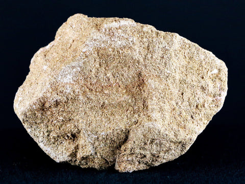 1.7" Mosasaur Prognathodon Fossil Tooth Root In Matrix Cretaceous Dinosaur Era COA - Fossil Age Minerals