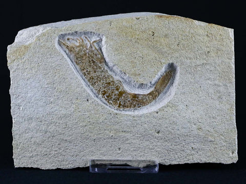 2.4" Aeger Tipularius Fossil Shrimp Upper Jurassic Age Solnhofen FM Germany Stand - Fossil Age Minerals