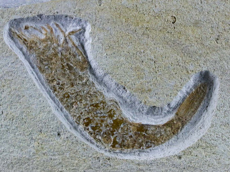 2.4" Aeger Tipularius Fossil Shrimp Upper Jurassic Age Solnhofen FM Germany Stand