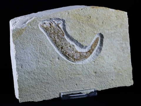 2.4" Aeger Tipularius Fossil Shrimp Upper Jurassic Age Solnhofen FM Germany Stand - Fossil Age Minerals