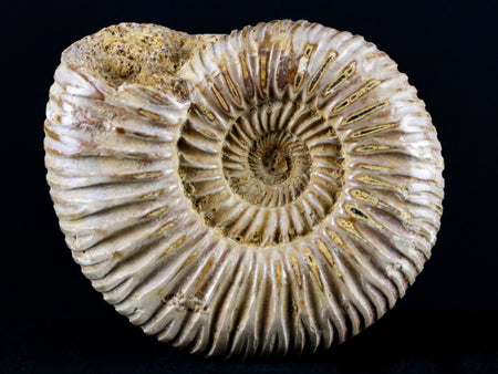 62MM Polished Perisphinctes Ammonite Fossil Nautilus Madagascar Jurassic Age
