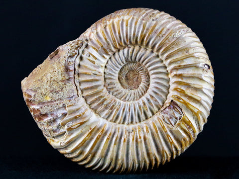 66MM Polished Perisphinctes Ammonite Fossil Nautilus Madagascar Jurassic Age - Fossil Age Minerals