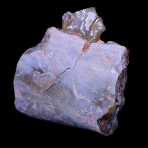 0.9" Oreodont Merycoidodon Fossil Jaw Tooth Bone Oligocene Age Badlands SD COA - Fossil Age Minerals