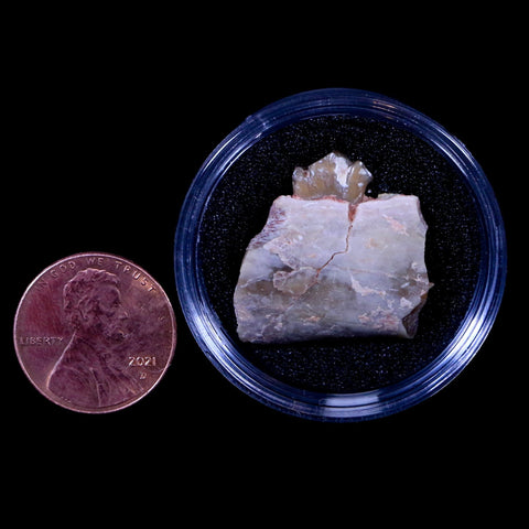 0.9" Oreodont Merycoidodon Fossil Jaw Tooth Bone Oligocene Age Badlands SD COA - Fossil Age Minerals