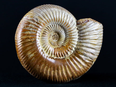 68MM Polished Perisphinctes Ammonite Fossil Nautilus Madagascar Jurassic Age - Fossil Age Minerals