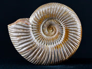 68MM Polished Perisphinctes Ammonite Fossil Nautilus Madagascar Jurassic Age