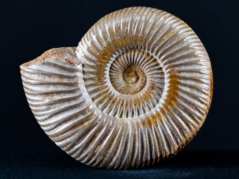 68MM Polished Perisphinctes Ammonite Fossil Nautilus Madagascar Jurassic Age - Fossil Age Minerals