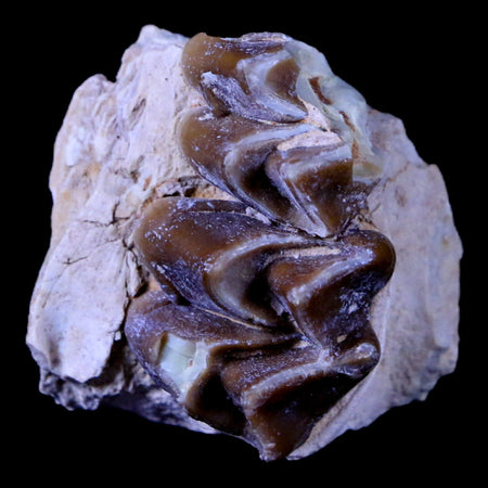 1.3" Oreodont Merycoidodon Fossil Jaw Tooth Bone Oligocene Age Badlands SD COA
