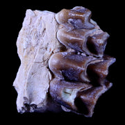 1.3" Oreodont Merycoidodon Fossil Jaw Tooth Bone Oligocene Age Badlands SD COA