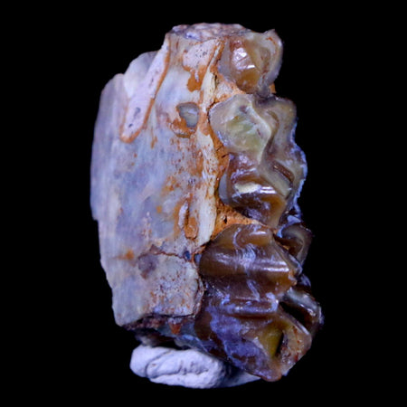 1" Oreodont Merycoidodon Fossil Jaw Tooth Bone Oligocene Age Badlands SD COA