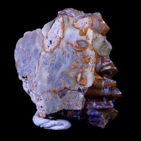 1" Oreodont Merycoidodon Fossil Jaw Tooth Bone Oligocene Age Badlands SD COA - Fossil Age Minerals
