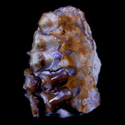 1" Oreodont Merycoidodon Fossil Jaw Tooth Bone Oligocene Age Badlands SD COA