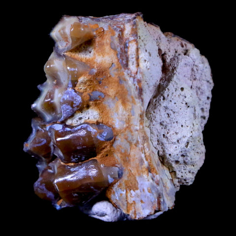 1" Oreodont Merycoidodon Fossil Jaw Tooth Bone Oligocene Age Badlands SD COA - Fossil Age Minerals