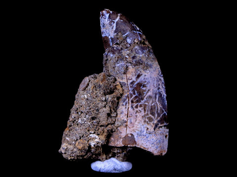 1.6" Tyrannosaurus Rex Fossil Serrated Tooth In Matrix Dinosaur Lance Creek WY COA - Fossil Age Minerals