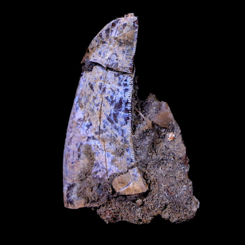 1.6" Tyrannosaurus Rex Fossil Serrated Tooth In Matrix Dinosaur Lance Creek WY COA - Fossil Age Minerals