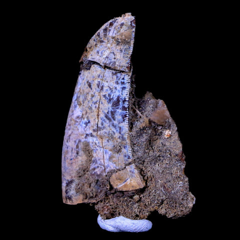 1.6" Tyrannosaurus Rex Fossil Serrated Tooth In Matrix Dinosaur Lance Creek WY COA - Fossil Age Minerals