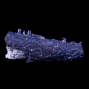 0.7" Captorhinus Aguti Jaw Section Teeth Fossil Permian Age Reptile OK COA Display
