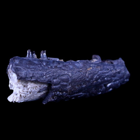 0.7" Captorhinus Aguti Jaw Section Teeth Fossil Permian Age Reptile OK COA Display