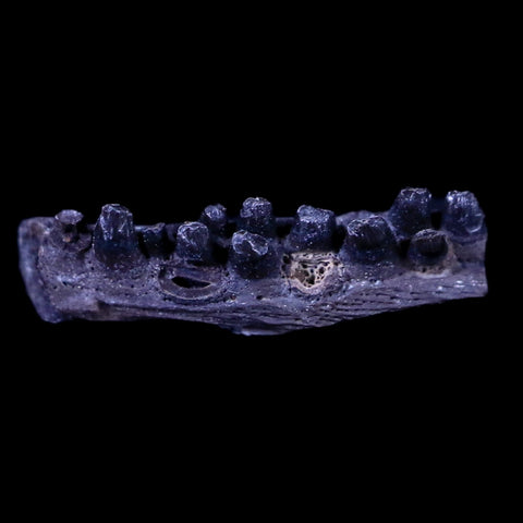 0.5" Captorhinus Aguti Jaw Section Teeth Fossil Permian Age Reptile OK COA Display - Fossil Age Minerals