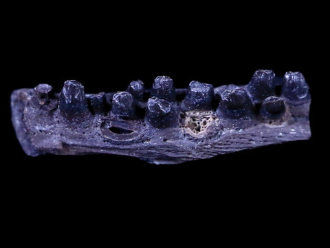 0.5" Captorhinus Aguti Jaw Section Teeth Fossil Permian Age Reptile OK COA Display - Fossil Age Minerals