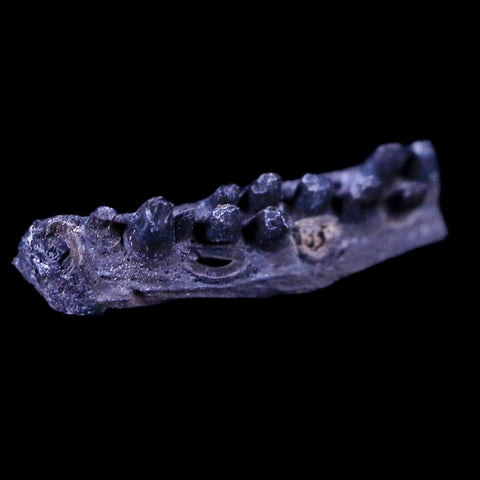 0.5" Captorhinus Aguti Jaw Section Teeth Fossil Permian Age Reptile OK COA Display - Fossil Age Minerals