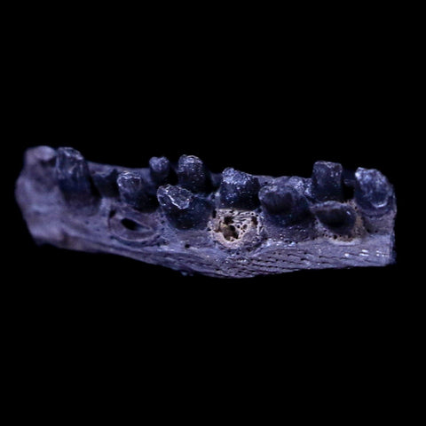 0.5" Captorhinus Aguti Jaw Section Teeth Fossil Permian Age Reptile OK COA Display - Fossil Age Minerals