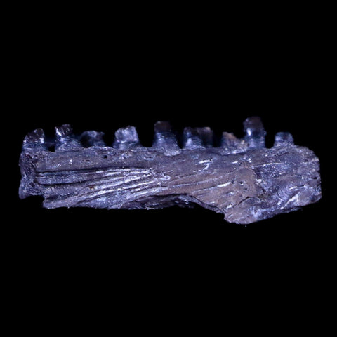 0.5" Captorhinus Aguti Jaw Section Teeth Fossil Permian Age Reptile OK COA Display - Fossil Age Minerals