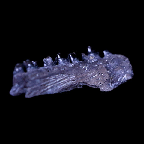 0.5" Captorhinus Aguti Jaw Section Teeth Fossil Permian Age Reptile OK COA Display - Fossil Age Minerals