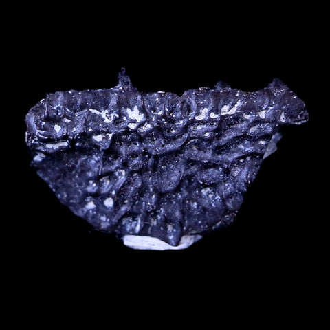 0.5 Cacops Jaw Fossil Teeth Permian Age Reptile Lawton Oklahoma COA, Display - Fossil Age Minerals