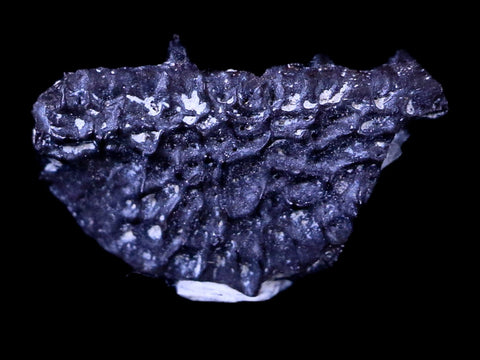 0.5 Cacops Jaw Fossil Teeth Permian Age Reptile Lawton Oklahoma COA, Display - Fossil Age Minerals
