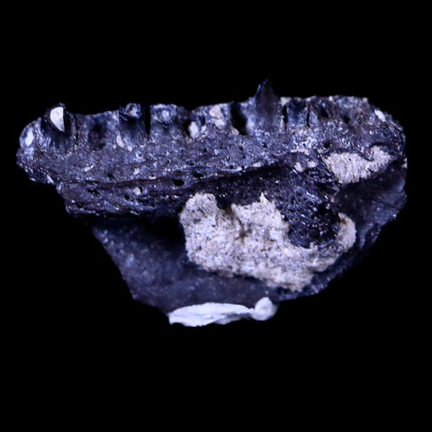 0.5 Cacops Jaw Fossil Teeth Permian Age Reptile Lawton Oklahoma COA, Display - Fossil Age Minerals