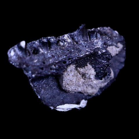 0.5 Cacops Jaw Fossil Teeth Permian Age Reptile Lawton Oklahoma COA, Display - Fossil Age Minerals