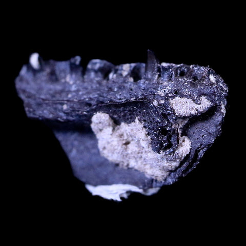 0.5 Cacops Jaw Fossil Teeth Permian Age Reptile Lawton Oklahoma COA, Display - Fossil Age Minerals