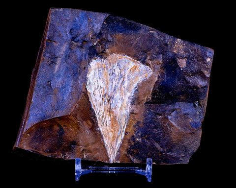 2.4" Detailed Ginkgo Cranei Fossil Plant Leaf Morton County, ND Paleocene Age - Fossil Age Minerals