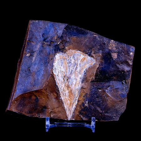 2.4" Detailed Ginkgo Cranei Fossil Plant Leaf Morton County, ND Paleocene Age