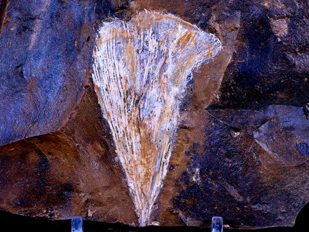 2.4" Detailed Ginkgo Cranei Fossil Plant Leaf Morton County, ND Paleocene Age