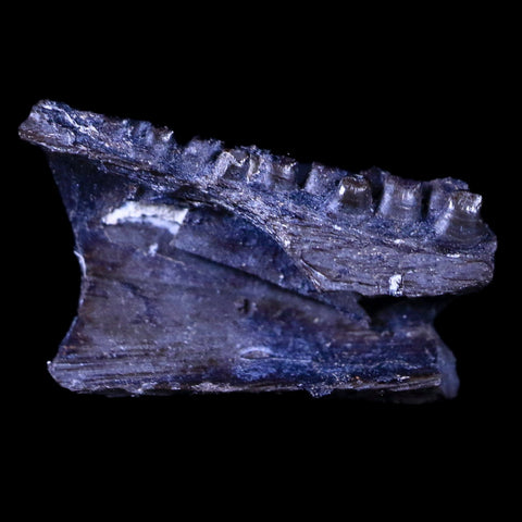 0.7" Captorhinus Aguti Jaw Section Teeth Fossil Permian Age Reptile OK COA Display - Fossil Age Minerals