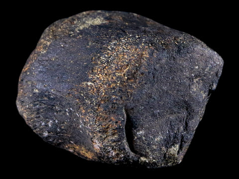 2.1" Hypacrosaurus Dinosaur Fossil Vertebrae Bone Two Medicine FM Montana COA - Fossil Age Minerals