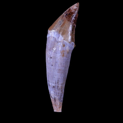 2.3" Basilosaurus Tooth 40-34 Mil Yrs Old Late Eocene COA & Stand - Fossil Age Minerals