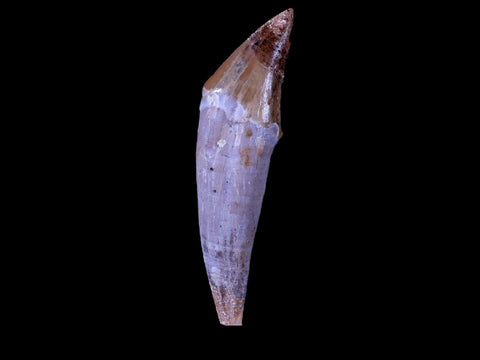 2.3" Basilosaurus Tooth 40-34 Mil Yrs Old Late Eocene COA & Stand - Fossil Age Minerals