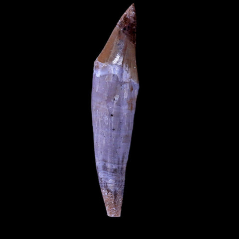 2.3" Basilosaurus Tooth 40-34 Mil Yrs Old Late Eocene COA & Stand - Fossil Age Minerals